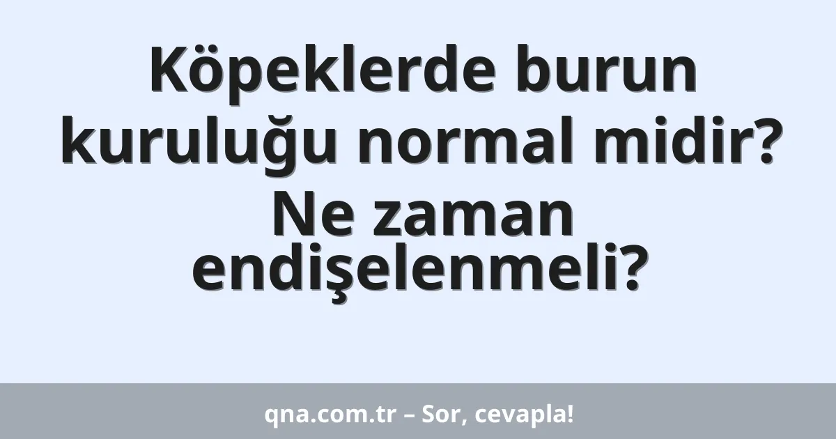 Köpeklerde burun kuruluğu normal midir? Ne zaman endişelenmeli?