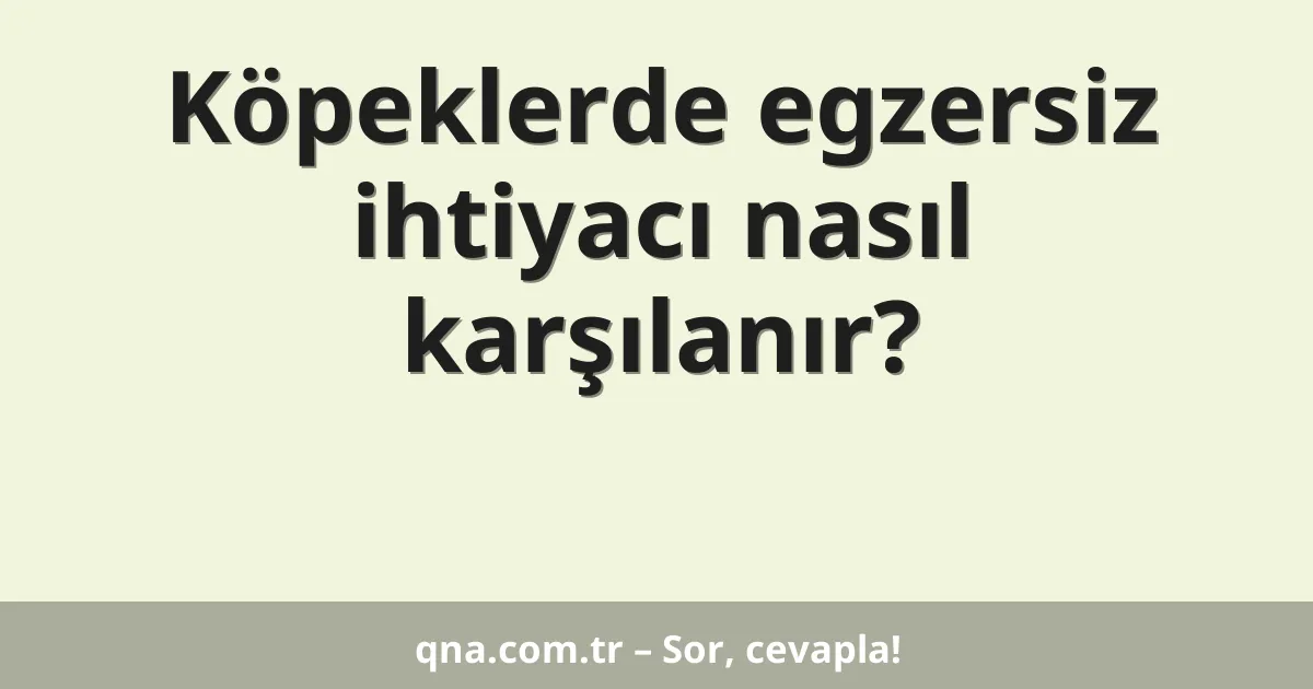 Köpeklerde egzersiz ihtiyacı nasıl karşılanır?