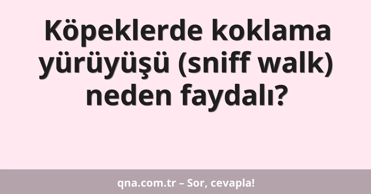 Köpeklerde koklama yürüyüşü (sniff walk) neden faydalı?