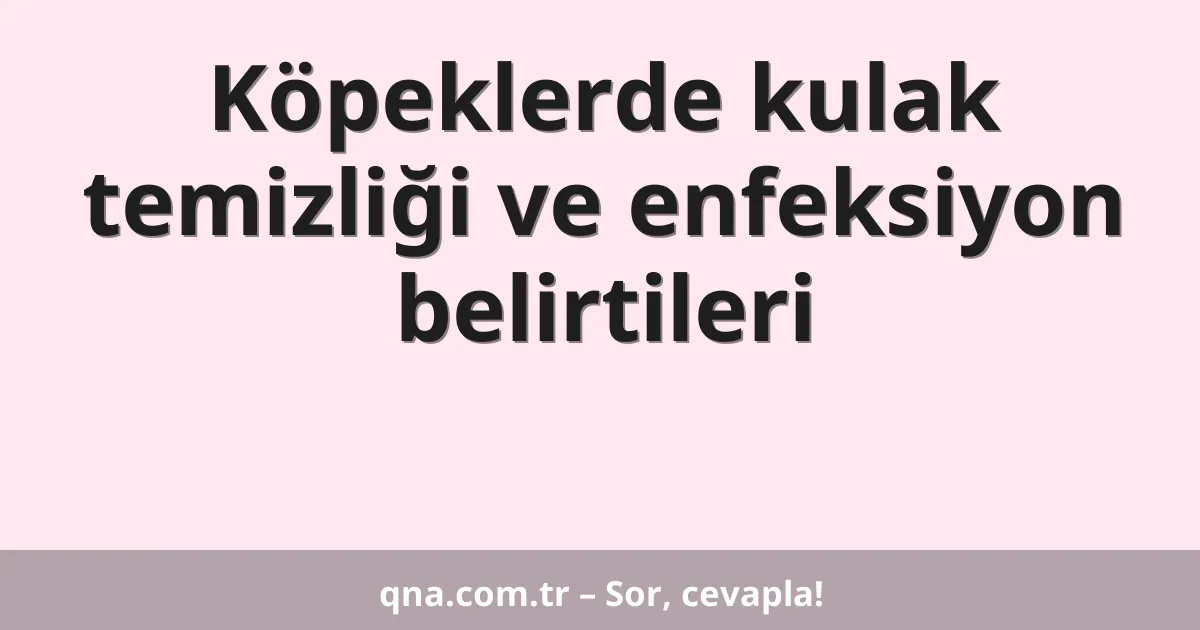 Köpeklerde kulak temizliği ve enfeksiyon belirtileri