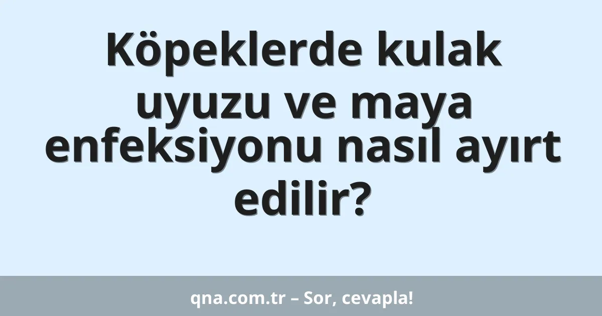 Köpeklerde kulak uyuzu ve maya enfeksiyonu nasıl ayırt edilir?