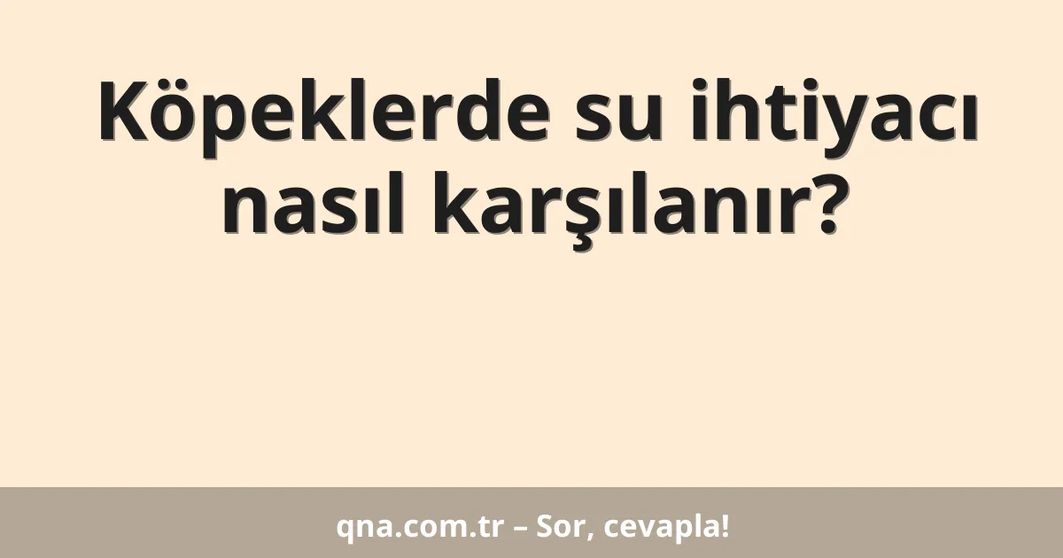 Köpeklerde su ihtiyacı nasıl karşılanır?