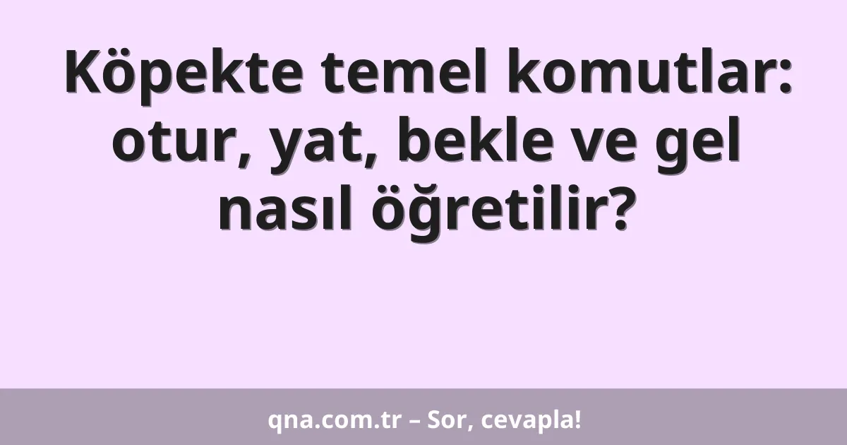 Köpekte temel komutlar: otur, yat, bekle ve gel nasıl öğretilir?