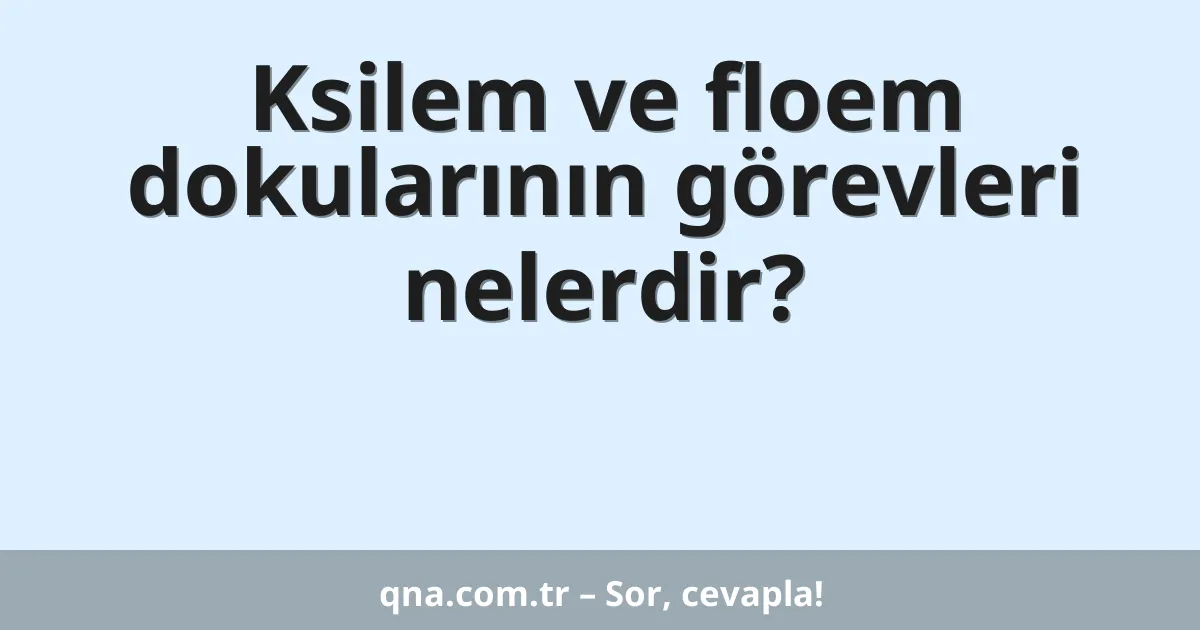 Ksilem ve floem dokularının görevleri nelerdir?
