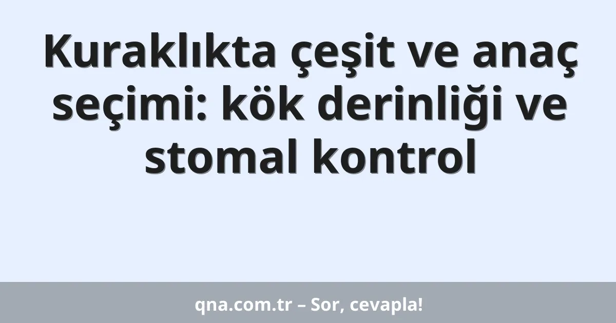 Kuraklıkta çeşit ve anaç seçimi: kök derinliği ve stomal kontrol