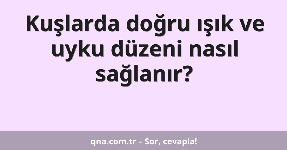 Kuşlarda doğru ışık ve uyku düzeni nasıl sağlanır?