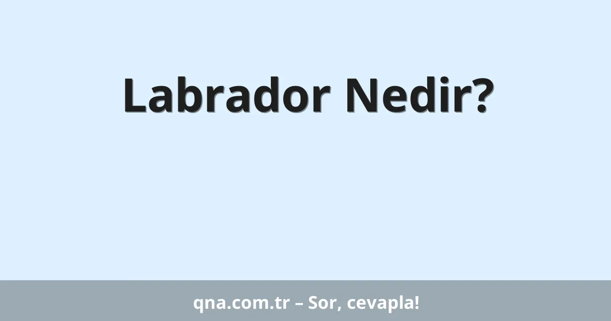 Labrador Nedir?
