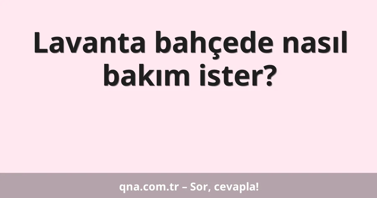 Lavanta bahçede nasıl bakım ister?