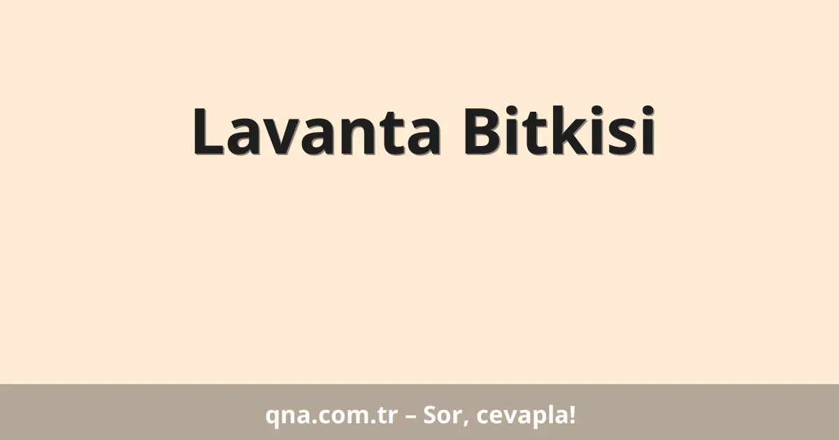 Lavanta Bitkisi