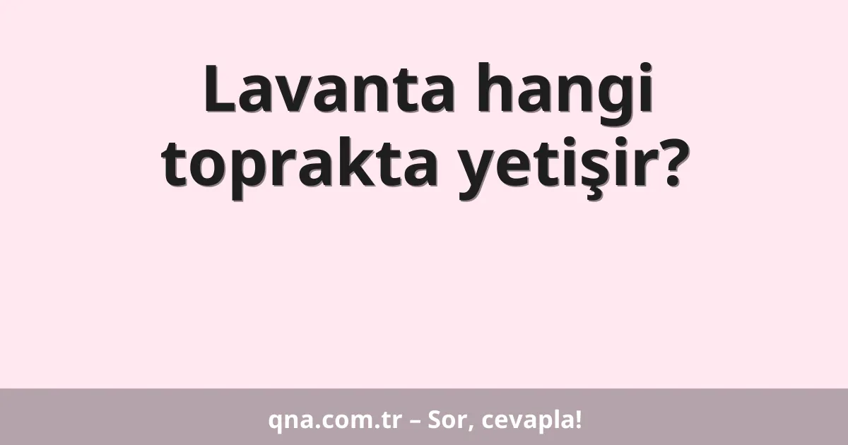 Lavanta hangi toprakta yetişir?