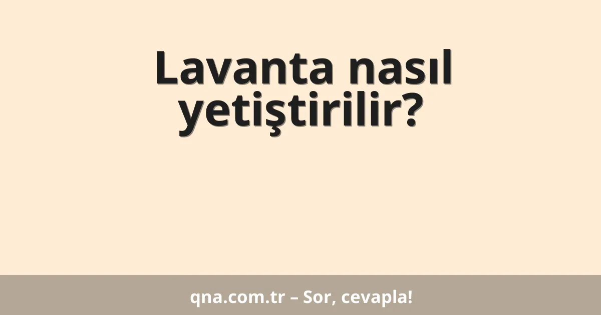 Lavanta nasıl yetiştirilir?