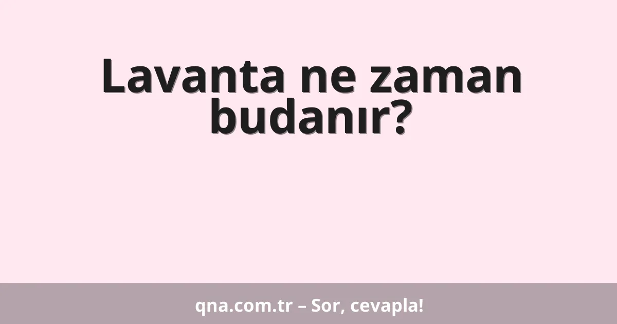 Lavanta ne zaman budanır?