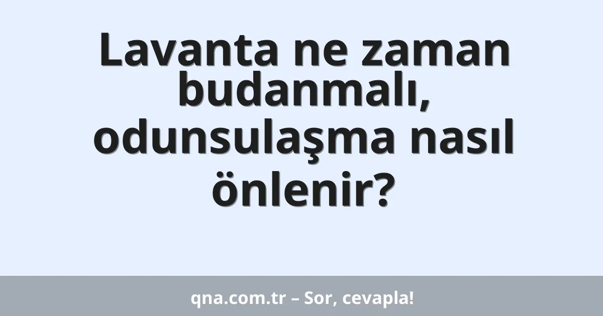 Lavanta ne zaman budanmalı, odunsulaşma nasıl önlenir?