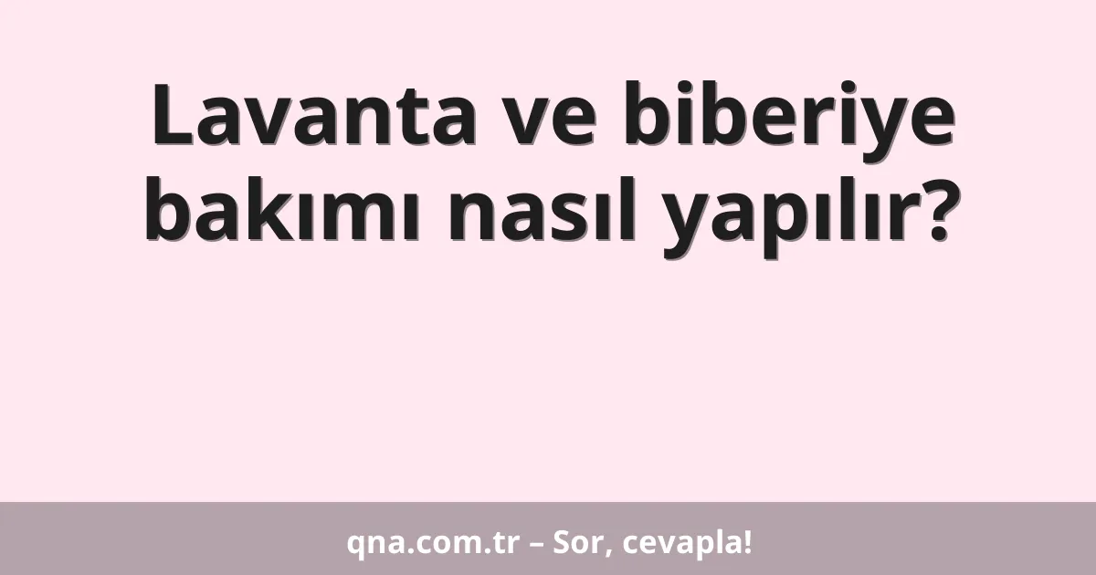 Lavanta ve biberiye bakımı nasıl yapılır?