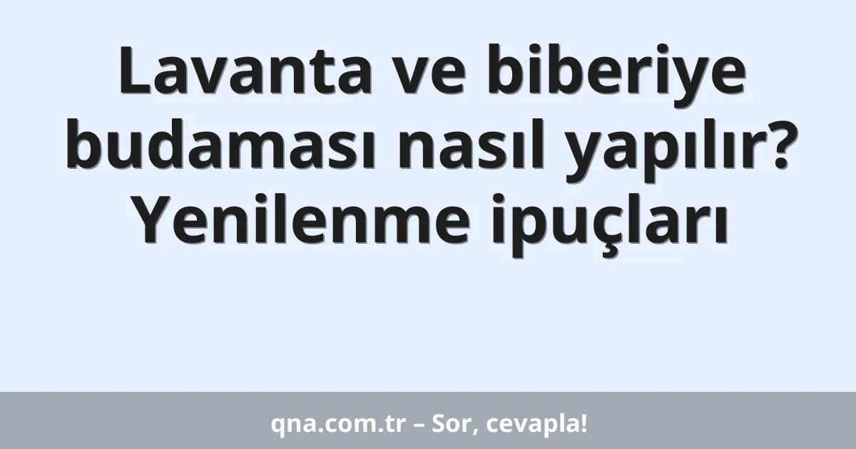 Lavanta ve biberiye budaması nasıl yapılır? Yenilenme ipuçları