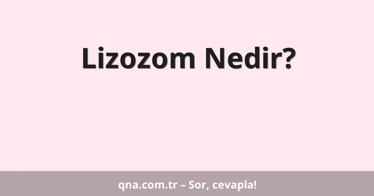 Lizozom Nedir?