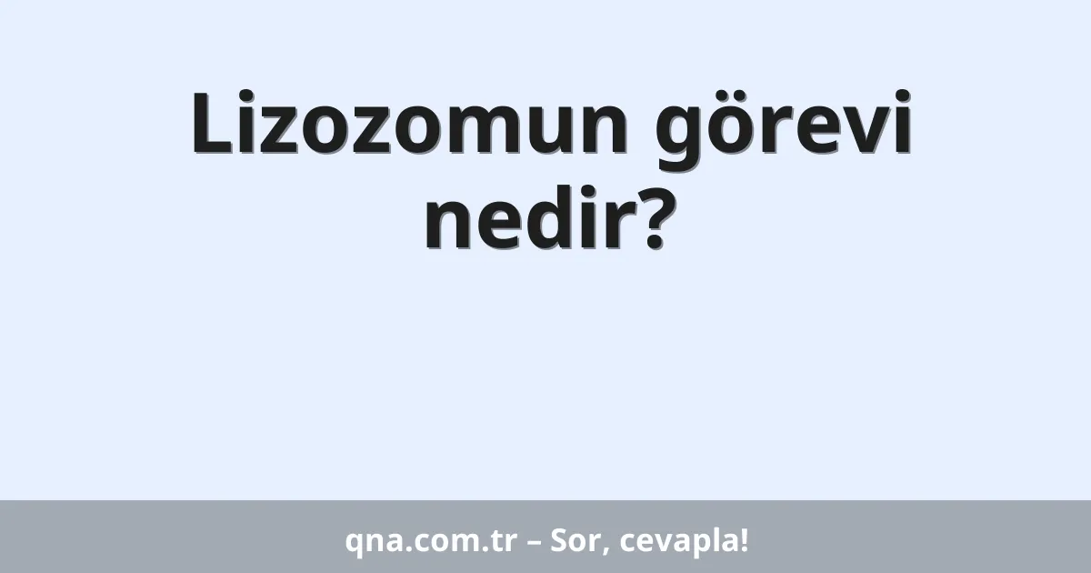 Lizozomun görevi nedir?
