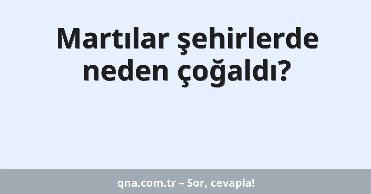 Martılar şehirlerde neden çoğaldı?