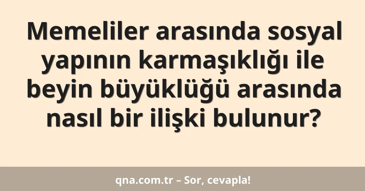 Memeliler arasında sosyal yapının karmaşıklığı ile beyin büyüklüğü arasında nasıl bir ilişki bulunur?