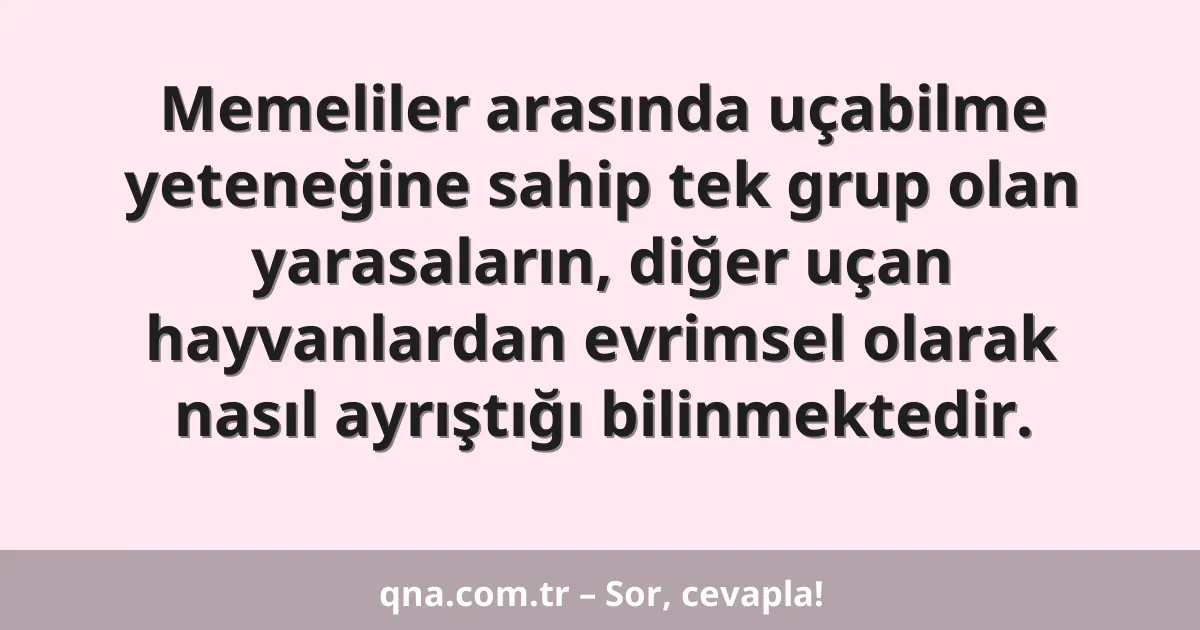 Memeliler arasında uçabilme yeteneğine sahip tek grup olan yarasaların, diğer uçan hayvanlardan evrimsel olarak nasıl ayrıştığı bilinmektedir.