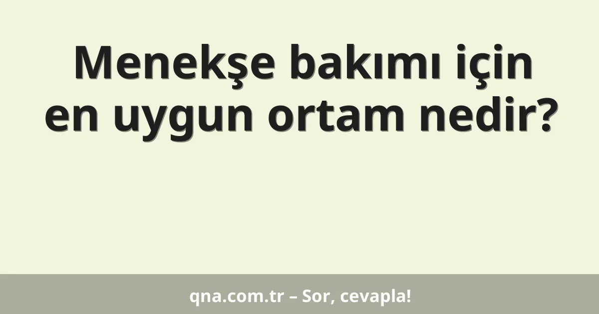 Menekşe bakımı için en uygun ortam nedir?