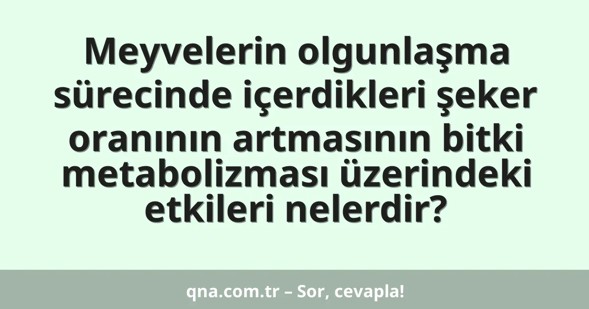 Meyvelerin olgunlaşma sürecinde içerdikleri şeker oranının artmasının bitki metabolizması üzerindeki etkileri nelerdir?