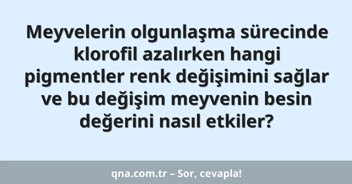 Meyvelerin olgunlaşma sürecinde klorofil azalırken hangi pigmentler renk değişimini sağlar ve bu değişim meyvenin besin değerini nasıl etkiler?