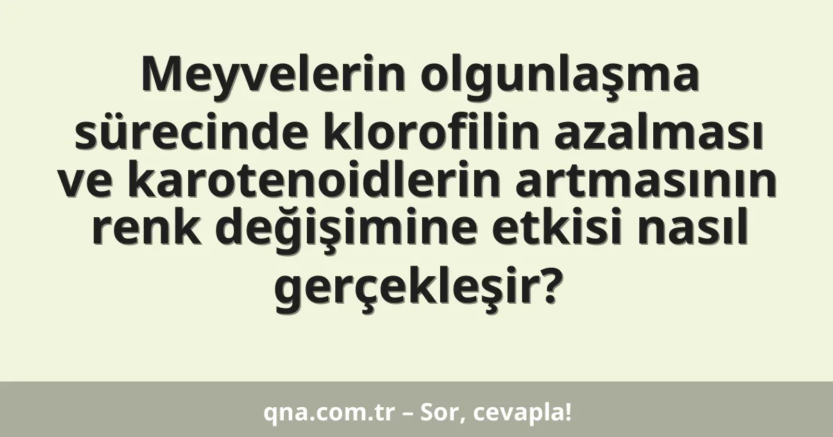 Meyvelerin olgunlaşma sürecinde klorofilin azalması ve karotenoidlerin artmasının renk değişimine etkisi nasıl gerçekleşir?