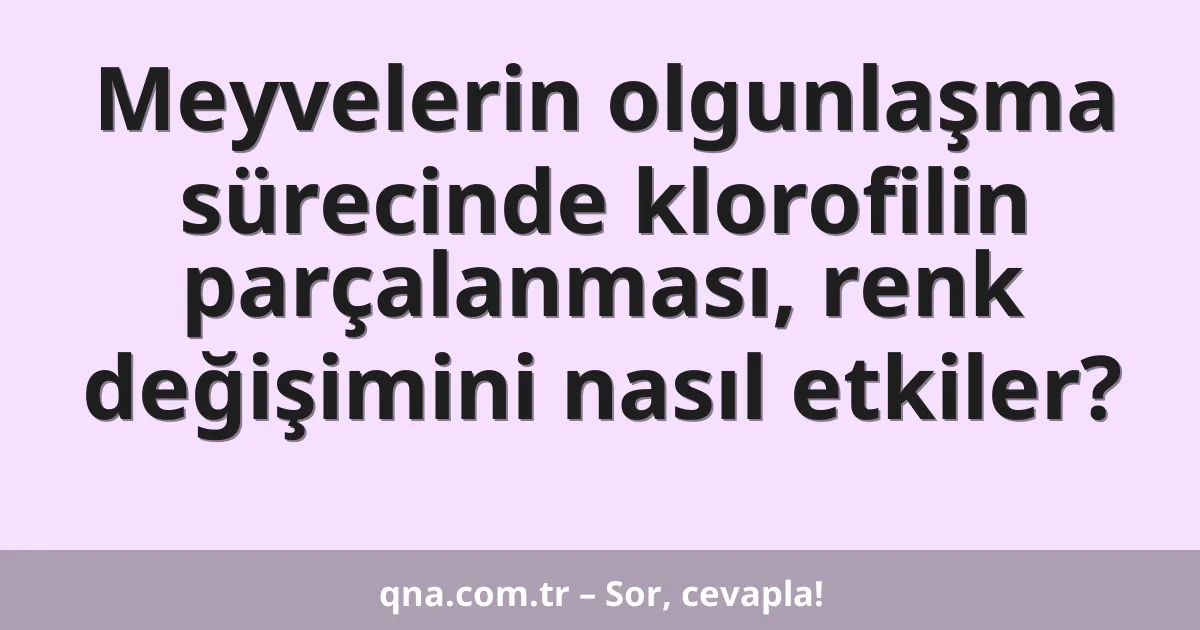 Meyvelerin olgunlaşma sürecinde klorofilin parçalanması, renk değişimini nasıl etkiler?