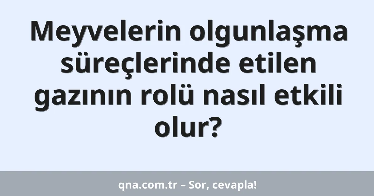 Meyvelerin olgunlaşma süreçlerinde etilen gazının rolü nasıl etkili olur?