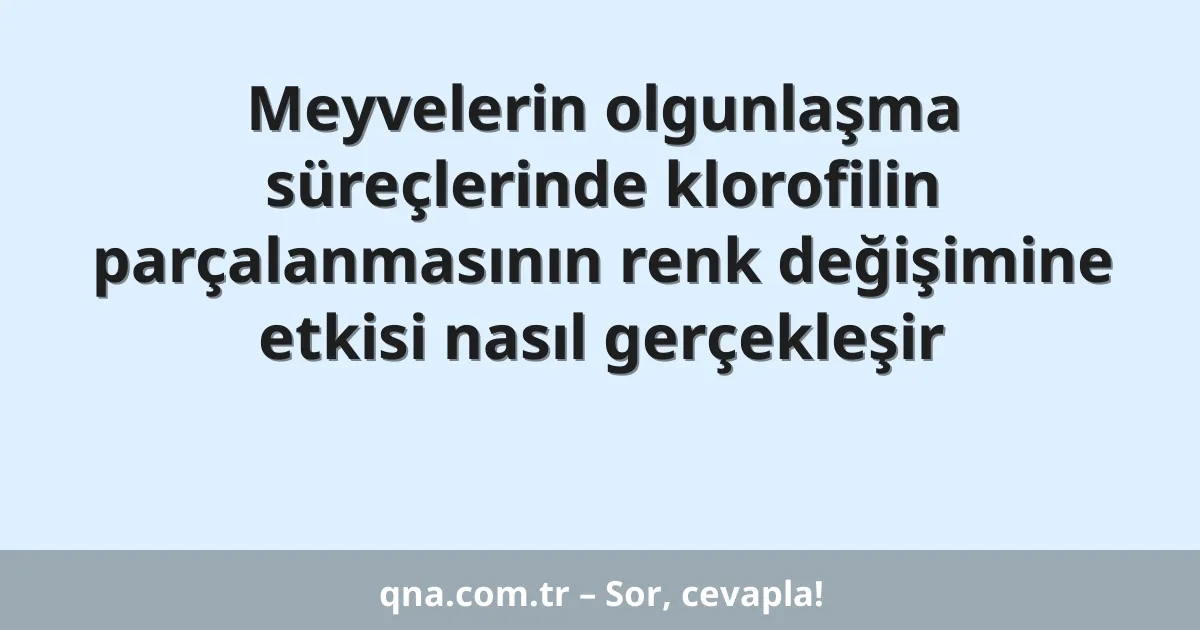 Meyvelerin olgunlaşma süreçlerinde klorofilin parçalanmasının renk değişimine etkisi nasıl gerçekleşir