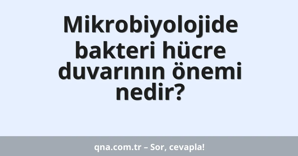 Mikrobiyolojide bakteri hücre duvarının önemi nedir?