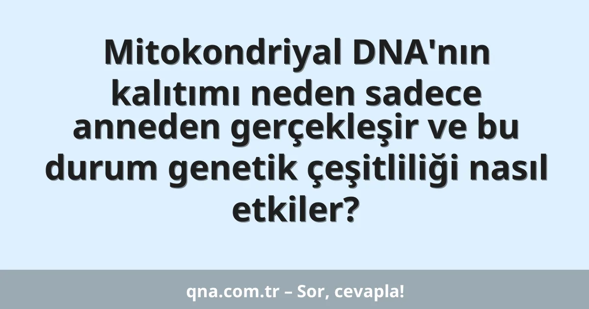 Mitokondriyal DNA'nın kalıtımı neden sadece anneden gerçekleşir ve bu durum genetik çeşitliliği nasıl etkiler?