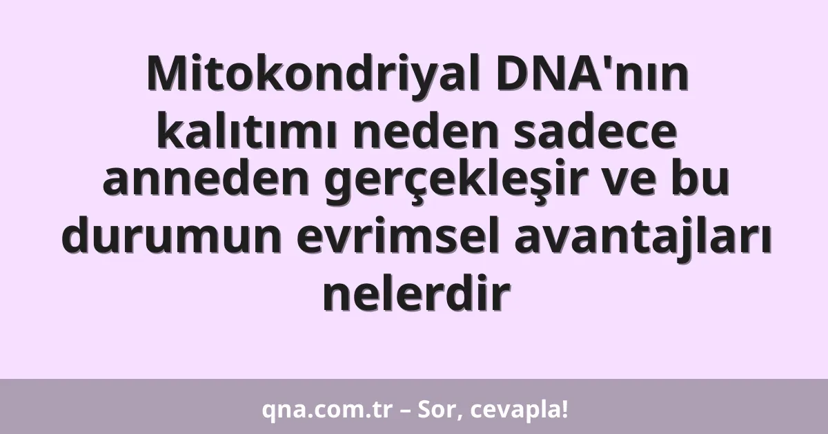 Mitokondriyal DNA'nın kalıtımı neden sadece anneden gerçekleşir ve bu durumun evrimsel avantajları nelerdir