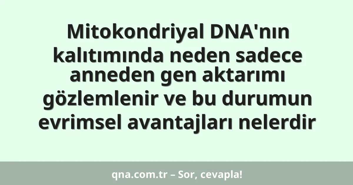 Mitokondriyal DNA'nın kalıtımında neden sadece anneden gen aktarımı gözlemlenir ve bu durumun evrimsel avantajları nelerdir