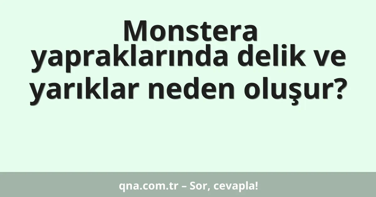 Monstera yapraklarında delik ve yarıklar neden oluşur?