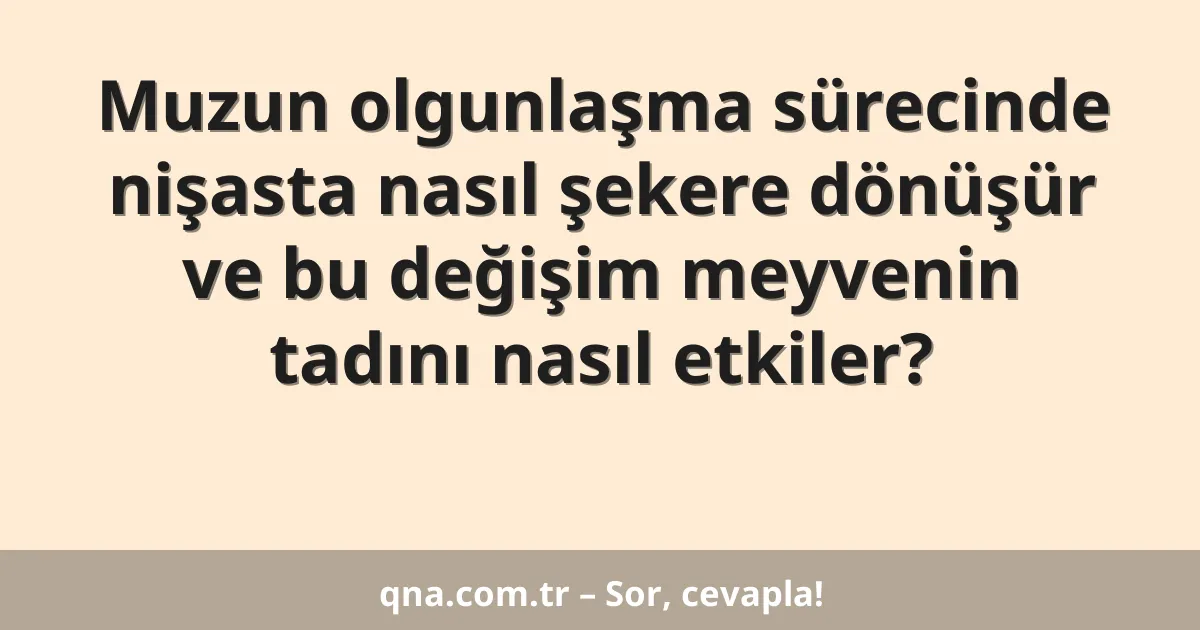 Muzun olgunlaşma sürecinde nişasta nasıl şekere dönüşür ve bu değişim meyvenin tadını nasıl etkiler?