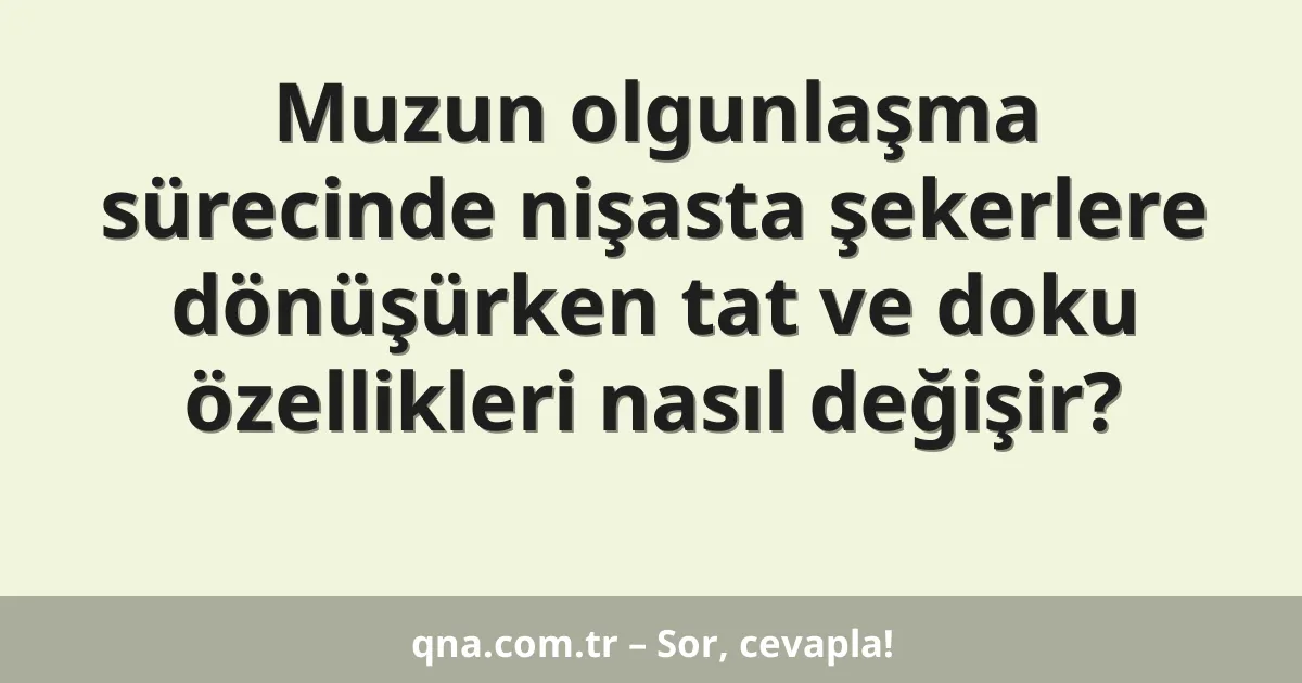 Muzun olgunlaşma sürecinde nişasta şekerlere dönüşürken tat ve doku özellikleri nasıl değişir?