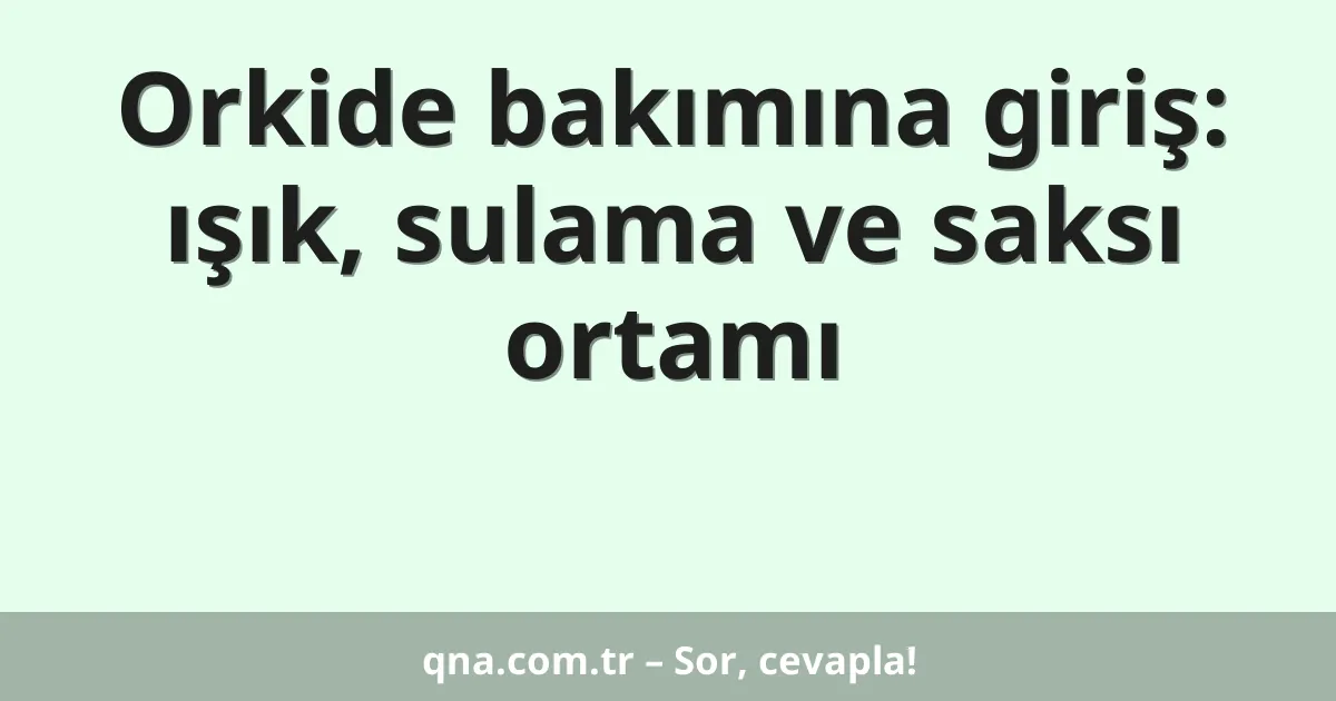 Orkide bakımına giriş: ışık, sulama ve saksı ortamı