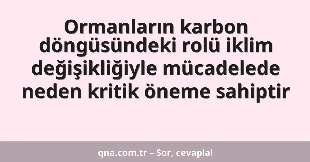 Ormanların karbon döngüsündeki rolü iklim değişikliğiyle mücadelede neden kritik öneme sahiptir