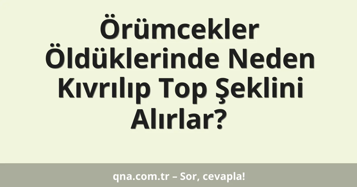 Örümcekler Öldüklerinde Neden Kıvrılıp Top Şeklini Alırlar?