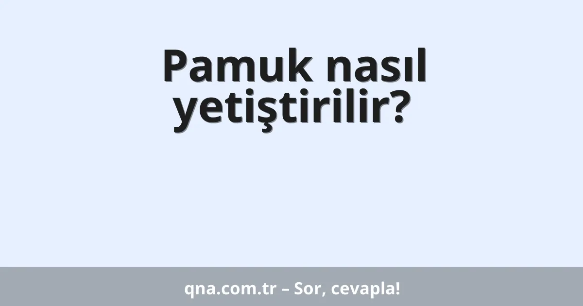 Pamuk nasıl yetiştirilir?