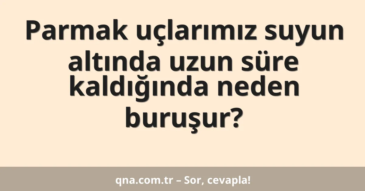 Parmak uçlarımız suyun altında uzun süre kaldığında neden buruşur?