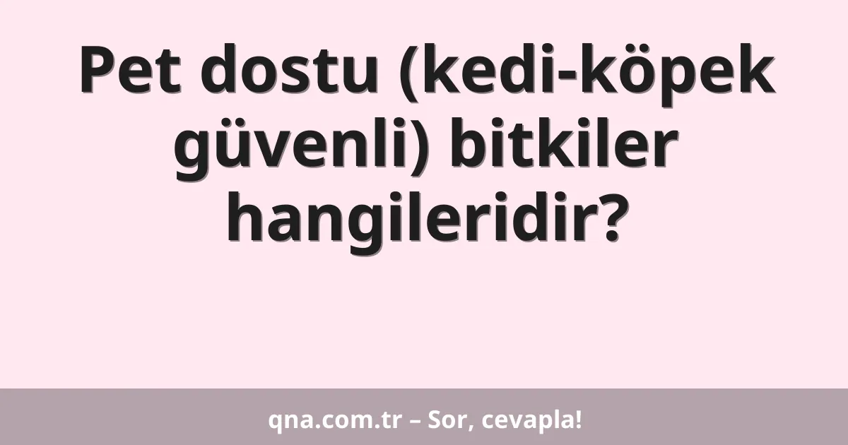 Pet dostu (kedi-köpek güvenli) bitkiler hangileridir?