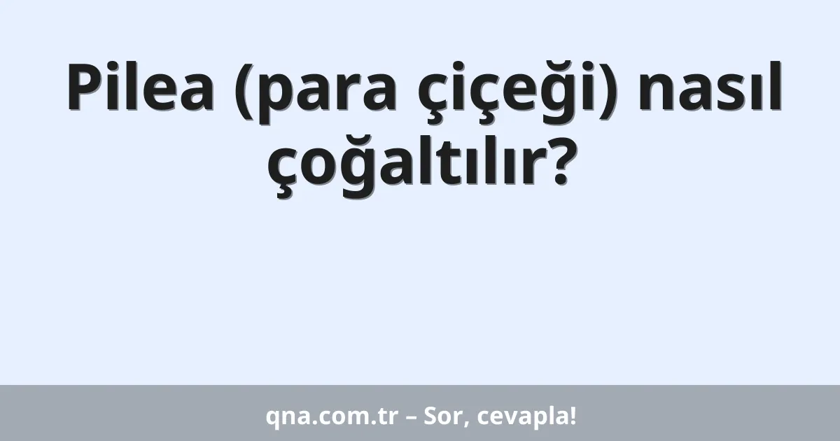Pilea (para çiçeği) nasıl çoğaltılır?