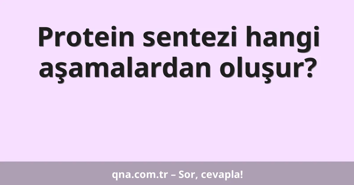 Protein sentezi hangi aşamalardan oluşur?