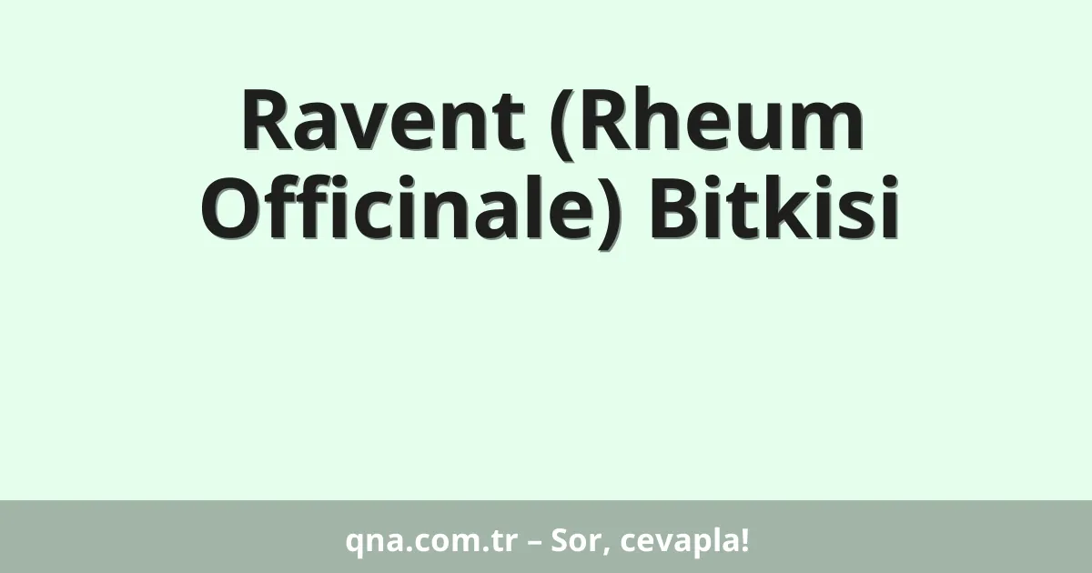 Ravent (Rheum Officinale) Bitkisi