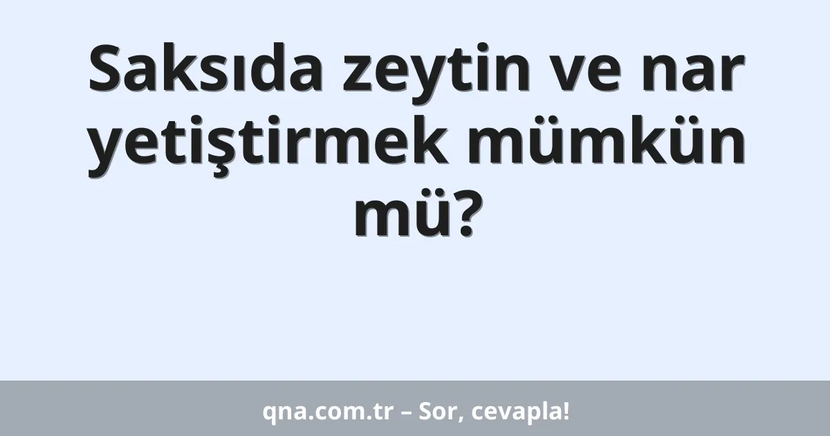Saksıda zeytin ve nar yetiştirmek mümkün mü?