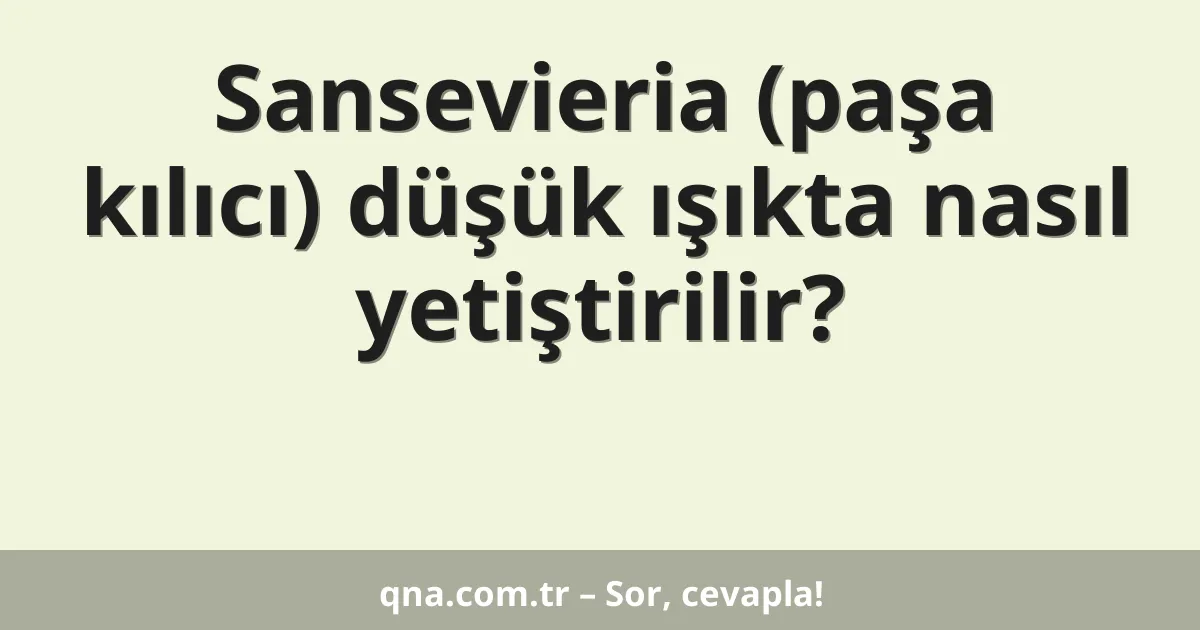 Sansevieria (paşa kılıcı) düşük ışıkta nasıl yetiştirilir?