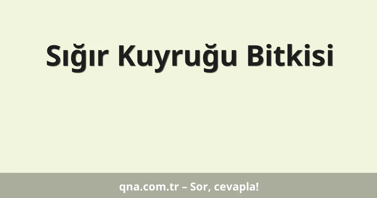 Sığır Kuyruğu Bitkisi